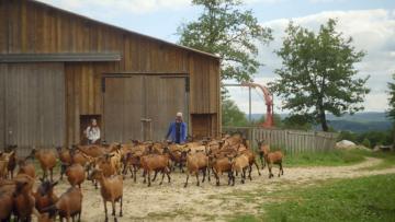 Visuel -L'abattoir idéal - chèvres